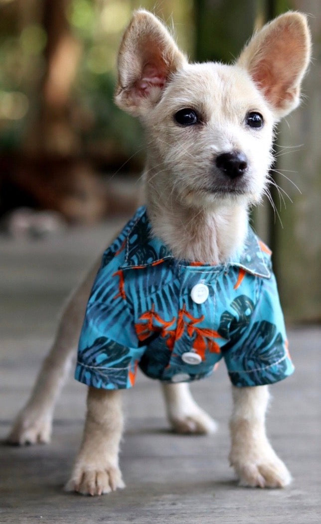 Moda Canina con Estilo